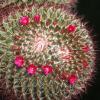 Vai alla scheda di Mammillaria rhodantha ssp. mccartenii