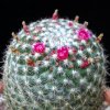 Vai alla scheda di Mammillaria rhodantha ssp. mollendorffiana