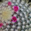 Vai alla scheda di Mammillaria rhodantha v. fulvispina