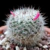 Vai alla scheda di Mammillaria ritteriana