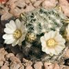 Vai alla scheda di Mammillaria roemeri