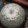 Vai alla scheda di Mammillaria rosensis