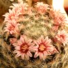 Vai alla scheda di Mammillaria roseocentra