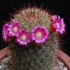 Vai alla scheda di Mammillaria rossiana