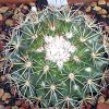 Vai alla scheda di Mammillaria rubrograndis