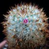 Vai alla scheda di Mammillaria ruestii