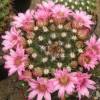 Vai alla scheda di Mammillaria runyonii