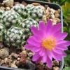 Vai alla scheda di Mammillaria saboae