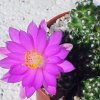 Vai alla scheda di Mammillaria saboae ssp. haudeana