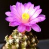 Vai alla scheda di Mammillaria saboae ssp. roczekii