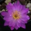 Vai alla scheda di Mammillaria saboae v. haudeana