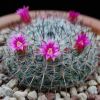 Vai alla scheda di Mammillaria saetigera ssp. woodsii