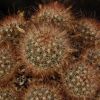 Vai alla scheda di Mammillaria saffordii