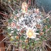 Vai alla scheda di Mammillaria saint-pieana