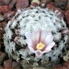 Vai alla scheda di Mammillaria sanchez-mejoradae