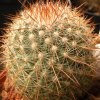 Vai alla scheda di Mammillaria sanjuanensis