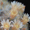 Vai alla scheda di Mammillaria sanluisensis