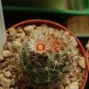 Vai alla scheda di Mammillaria santaclarensis