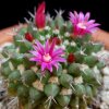 Vai alla scheda di Mammillaria sartorii