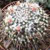 Vai alla scheda di Mammillaria saxicola