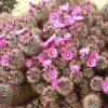 Vai alla scheda di Mammillaria scheidweileriana