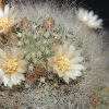 Vai alla scheda di Mammillaria scheinvariana