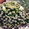 Vai alla scheda di Mammillaria schiedeana