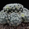 Vai alla scheda di Mammillaria schiedeana f. plumosa