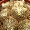 Vai alla scheda di Mammillaria schiedeana ssp. dumetorum