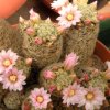 Vai alla scheda di Mammillaria schiedeana ssp. giselae