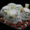 Vai alla scheda di Mammillaria schiedeana v. plumosa