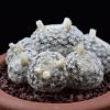 Vai alla scheda di Mammillaria schiedena f. plumosa