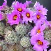 Vai alla scheda di Mammillaria schumannii