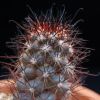 Vai alla scheda di Mammillaria schumannii forma