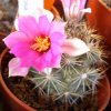 Vai alla scheda di Mammillaria schumannii v. globosa