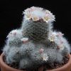 Vai alla scheda di Mammillaria schwartzii