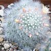 Vai alla scheda di Mammillaria schwarzii