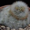 Vai alla scheda di Mammillaria schwarzii f. roseiflora