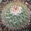 Vai alla scheda di Mammillaria scrippsiana