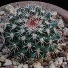 Vai alla scheda di Mammillaria scrippsiana forma