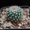 Vai alla scheda di Mammillaria scrippsiana ssp. schumacheri