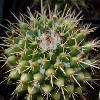 Vai alla scheda di Mammillaria scrippsiana v. armeria