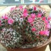 Vai alla scheda di Mammillaria scrippsiana v. autlanensis