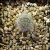 Vai alla scheda di Mammillaria glassii