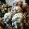 Vai alla scheda di Mammillaria herrerae