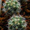 Vai alla scheda di Mammillaria oteroi