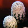 Vai alla scheda di Mammillaria pectinifera