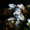 Vai alla scheda di Mammillaria sanchez-mejoradae