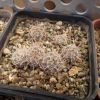 Vai alla scheda di Mammillaria sinistrohamata