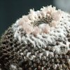 Vai alla scheda di Mammillaria sempervivi